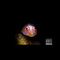 DivePro MP30 Macro Snoot Light (210000 LUX)