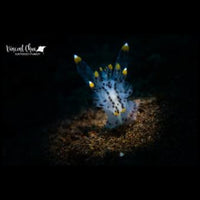 DivePro MP10 Macro Snoot Light (1150 Lumens)